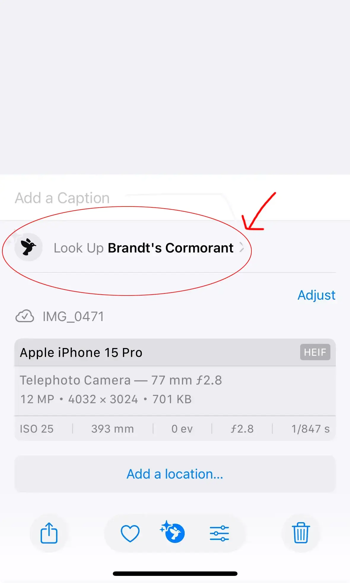 When My iPhone Became a Birdwatcher: Apple Intelligence in Action