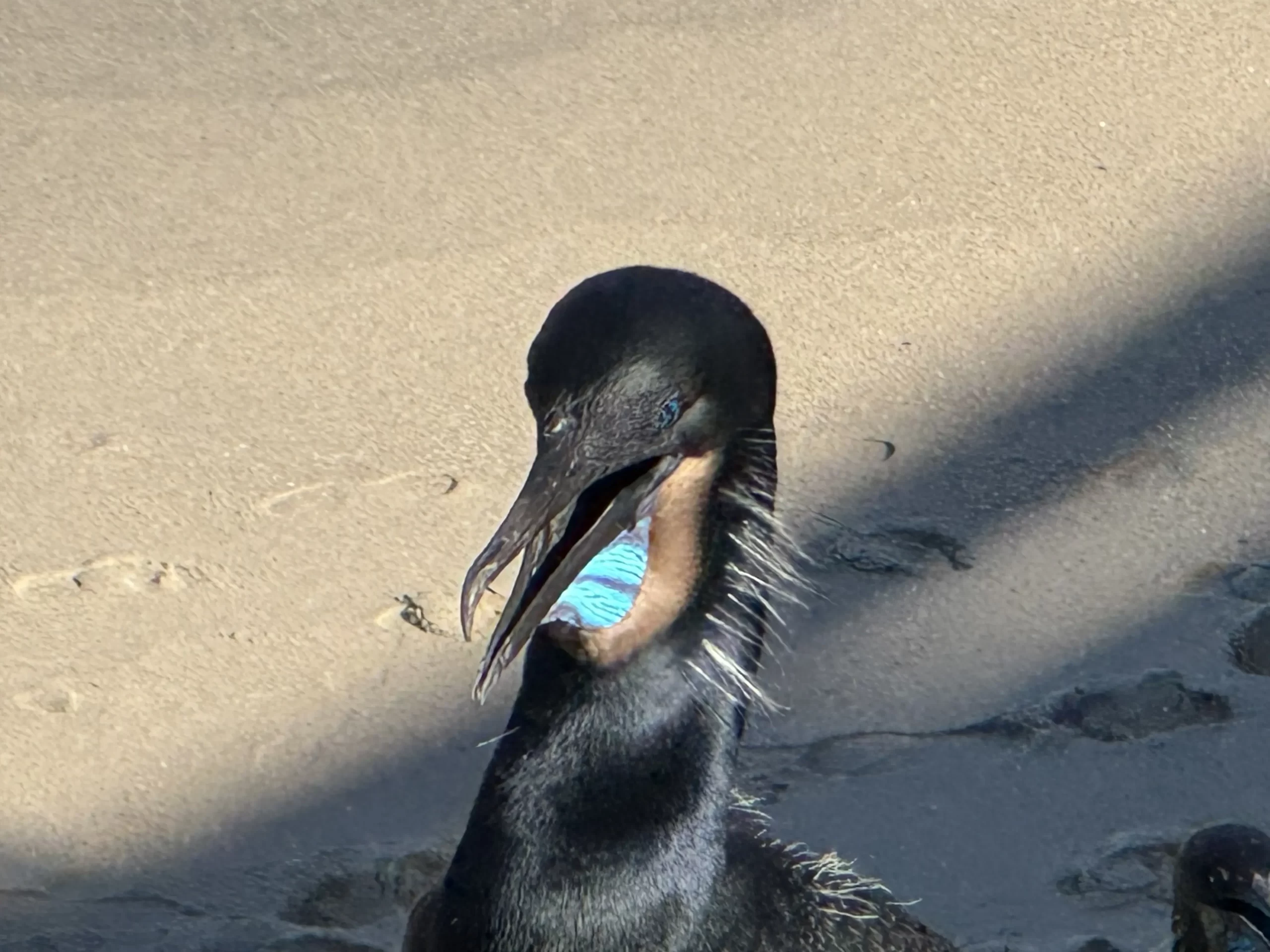 From Breakfast Burritos to Brandt’s Cormorants: A Morning at La Jolla Cove